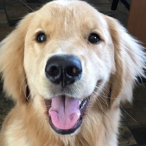 Meet your Posher, Robin